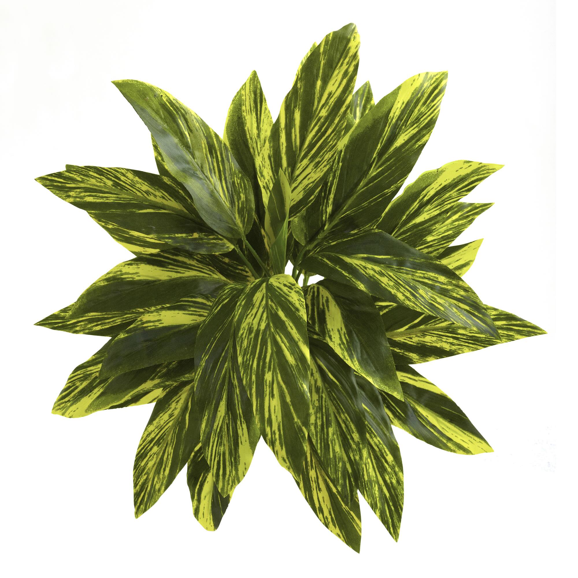 Green Spiderwort Bush, 6ct.
